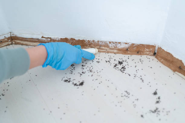 Best Local Pest Control Services  in Colleyville, TX