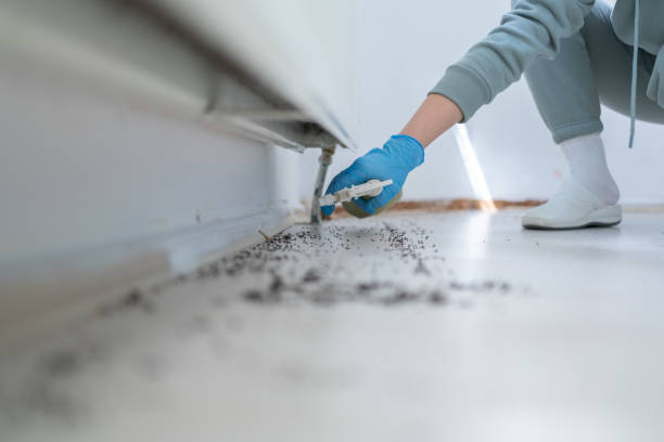 Pest Prevention Services in Colleyville, TX